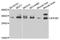 Eukaryotic Translation Initiation Factor 2B Subunit Alpha antibody, orb373835, Biorbyt, Western Blot image 