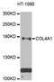 Collagen Type IV Alpha 1 Chain antibody, STJ112627, St John