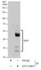 Transcription Factor 7 antibody, GTX113851, GeneTex, Immunoprecipitation image 