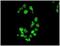 Nuclear RNA Export Factor 1 antibody, ab129160, Abcam, Immunocytochemistry image 