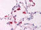 Fibroblast interferon antibody, AP07308PU-N, Origene, Immunohistochemistry frozen image 