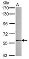 Nuclear Receptor Subfamily 1 Group D Member 2 antibody, PA5-30342, Invitrogen Antibodies, Western Blot image 