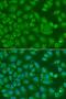 Annexin A8-like protein 1 antibody, GTX32445, GeneTex, Immunofluorescence image 