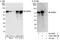 Glucocorticoid Modulatory Element Binding Protein 1 antibody, A302-766A, Bethyl Labs, Immunoprecipitation image 