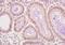 Ubiquitin Protein Ligase E3A antibody, orb158676, Biorbyt, Immunohistochemistry paraffin image 