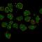 Cilia And Flagella Associated Protein 73 antibody, PA5-61765, Invitrogen Antibodies, Immunofluorescence image 