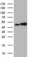 Heterogeneous Nuclear Ribonucleoprotein H1 antibody, LS-C799900, Lifespan Biosciences, Western Blot image 
