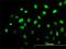 Aryl Hydrocarbon Receptor antibody, H00000196-M02, Novus Biologicals, Immunofluorescence image 