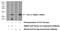 Interleukin 21 antibody, 17625-1-AP, Proteintech Group, Western Blot image 