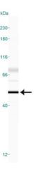 Caspase 9 antibody, NB100-56119, Novus Biologicals, Western Blot image 