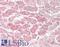 Ribonuclease/Angiogenin Inhibitor 1 antibody, LS-B11565, Lifespan Biosciences, Immunohistochemistry paraffin image 