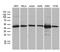 UBA Domain Containing 1 antibody, MA5-27282, Invitrogen Antibodies, Western Blot image 