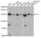 Vinculin antibody, LS-C331674, Lifespan Biosciences, Western Blot image 