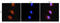 C-C Motif Chemokine Ligand 5 antibody, orb256342, Biorbyt, Immunofluorescence image 