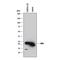 BH3 Interacting Domain Death Agonist antibody, MAB860, R&D Systems, Western Blot image 
