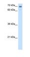 Calmegin antibody, orb325273, Biorbyt, Western Blot image 