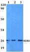 Kallikrein Related Peptidase 6 antibody, PA5-75733, Invitrogen Antibodies, Western Blot image 