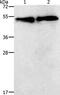 Substance-K receptor antibody, PA5-50560, Invitrogen Antibodies, Western Blot image 