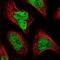 SPT3 Homolog, SAGA And STAGA Complex Component antibody, NBP1-87007, Novus Biologicals, Immunocytochemistry image 