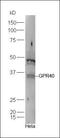 Free Fatty Acid Receptor 1 antibody, orb157350, Biorbyt, Western Blot image 
