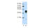 Heterogeneous Nuclear Ribonucleoprotein D antibody, 29-228, ProSci, Immunohistochemistry paraffin image 