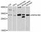 Platelet Activating Factor Acetylhydrolase 1b Catalytic Subunit 2 antibody, abx126315, Abbexa, Western Blot image 