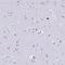 Sialophorin antibody, HPA055244, Atlas Antibodies, Immunohistochemistry frozen image 
