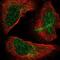 Nucleoporin 85 antibody, NBP2-56709, Novus Biologicals, Immunofluorescence image 