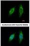 Small Glutamine Rich Tetratricopeptide Repeat Containing Alpha antibody, PA5-30171, Invitrogen Antibodies, Immunofluorescence image 