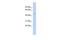 Family With Sequence Similarity 81 Member A antibody, GTX45653, GeneTex, Western Blot image 