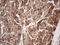 Adiponectin, C1Q And Collagen Domain Containing antibody, LS-C790504, Lifespan Biosciences, Immunohistochemistry paraffin image 