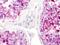 Lysophosphatidic Acid Receptor 5 antibody, NLS426, Novus Biologicals, Immunohistochemistry frozen image 