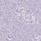 RALY RNA Binding Protein Like antibody, HPA055868, Atlas Antibodies, Immunohistochemistry frozen image 