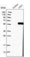 UDP-Glucuronate Decarboxylase 1 antibody, PA5-52614, Invitrogen Antibodies, Western Blot image 
