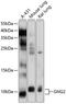 G Protein Subunit Gamma 2 antibody, GTX64993, GeneTex, Western Blot image 