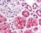 Claudin 7 antibody, 49-660, ProSci, Immunohistochemistry frozen image 