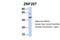 Zinc Finger Protein 207 antibody, 25-147, ProSci, Western Blot image 