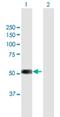 TSPY Like 6 antibody, H00388951-B01P, Novus Biologicals, Western Blot image 