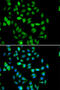 STAM Binding Protein antibody, 22-670, ProSci, Immunofluorescence image 