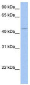 SRY-Box 8 antibody, TA330053, Origene, Western Blot image 