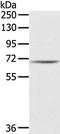 IL‑1 R5 antibody, TA322816, Origene, Western Blot image 