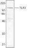 Toll Like Receptor 3 antibody, LS-C40786, Lifespan Biosciences, Western Blot image 
