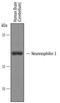 Neurexophilin 3 antibody, AF5098, R&D Systems, Western Blot image 