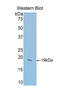 Growth Differentiation Factor 2 antibody, LS-C294349, Lifespan Biosciences, Western Blot image 