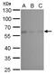 Calcium Binding And Coiled-Coil Domain 2 antibody, GTX630398, GeneTex, Western Blot image 