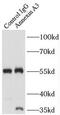 Annexin A3 antibody, FNab00433, FineTest, Immunoprecipitation image 