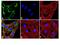Insulin Receptor antibody, 710101, Invitrogen Antibodies, Immunofluorescence image 
