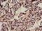 Bromodomain Containing 8 antibody, LS-C671601, Lifespan Biosciences, Immunohistochemistry frozen image 