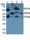 Interleukin 33 antibody, abx131856, Abbexa, Western Blot image 