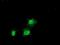 Zinc Finger AN1-Type Containing 2B antibody, NBP2-03636, Novus Biologicals, Immunofluorescence image 